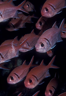 Soldierfish (Myripristris jacobus). Cocos Island, Costa Rica Soldierfish (Myripristris jacobus). Cocos Island, Costa Rica