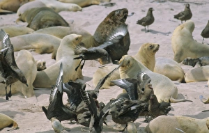 South Polar Skuas (Catharacta Maccormicki) patrolling a colony of Hookers Sea Lions South Polar Skuas (Catharacta Maccormicki) patrolling a colony of Hookers Sea Lions