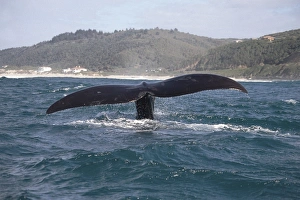 Southern right whale (Eubalaena. glacialis) fluking up Southern right whale (Eubalaena. glacialis) fluking up