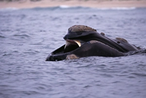 Southern right whale (Eubalaena australis) with mouth open skim feeding. South Africa Southern right whale (Eubalaena australis) with mouth open skim feeding. South Africa