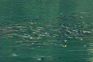 Spawning pink salmon (Oncorhynchus gorbuscha) gathering to run upstream in Red Bluff Bay Spawning pink salmon (Oncorhynchus gorbuscha) gathering to run upstream in Red Bluff Bay