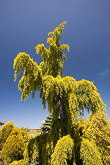A specimen conifer tree in a Garden, cornwall, UK A specimen conifer tree in a Garden, cornwall, UK