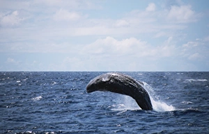 Sperm Whale (Physeter macrocephalus) breaching. Azores Sperm Whale (Physeter macrocephalus) breaching. Azores