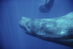 Sperm Whale (Physeter macrocephalus) underwater. Azores Sperm Whale (Physeter macrocephalus) underwater. Azores