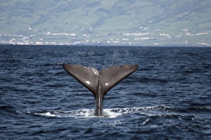 Sperm Whale Throws fluke high into the air water flying off the edges Sperm Whale Throws fluke high into the air water flying off the edges
