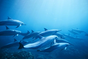 Spinner dolphins in underwater formation off the coast of Lanai, Hawaii.S(spinner dolphins)S(Lanai)S(UW) Spinner dolphins in underwater formation off the coast of Lanai, Hawaii.S(spinner dolphins)S(Lanai)S(UW)