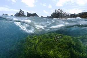 Split image of rocks and Green algae, Caulerpa racemosa, St. Peter and St. Pauls rocks, Brazil, Atlantic Split image of rocks and Green algae, Caulerpa racemosa, St. Peter and St. Pauls rocks, Brazil, Atlantic