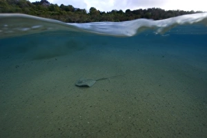 Split image of Southern Stingray, Dasyatis americana, and beach, Fernando de Noronha, Pernambuco, Brazil Split image of Southern Stingray, Dasyatis americana, and beach, Fernando de Noronha, Pernambuco, Brazil