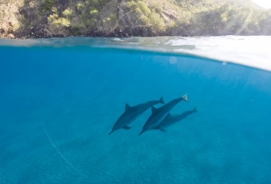 Split leve shot showing pinner dolphins (Stenella longirostris) and the rocky cliffs around the coast of Big Island Split leve shot showing pinner dolphins (Stenella longirostris) and the rocky cliffs around the coast of Big Island