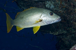 One Spot Snapper (Lutjanus monostigma), reef and blue background, Sudanese Red Sea, 7-6-06 One Spot Snapper (Lutjanus monostigma), reef and blue background, Sudanese Red Sea, 7-6-06