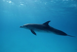 Spotted Dolphin (Stenella frontalis). Caribbean Spotted Dolphin (Stenella frontalis). Caribbean