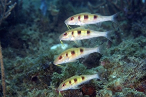 Four spotted goatfish, Pseudupeneus maculatus, juvenile, Ilha Escalvada, Guarapari Four spotted goatfish, Pseudupeneus maculatus, juvenile, Ilha Escalvada, Guarapari