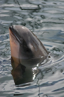 Spy-hopping Harbour porpoise (Phocoena phocoena) captive Kerteminde, Denmark (RR) Spy-hopping Harbour porpoise (Phocoena phocoena) captive Kerteminde, Denmark (RR)