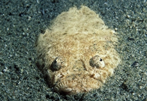 Stargazer buried in sandy bottom; front (Uranoscopus bicintus). Indo Pacific Stargazer buried in sandy bottom; front (Uranoscopus bicintus). Indo Pacific