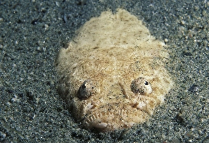 Stargazer buried in sandy bottom (Uranoscopus bicintus). Indo Pacific Stargazer buried in sandy bottom (Uranoscopus bicintus). Indo Pacific