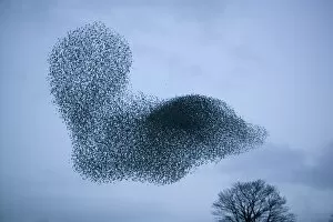 Starlings flying to roost near Kendal Cumbria UK