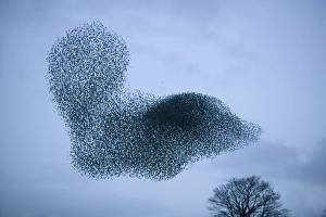 Starlings flying to roost near Kendal Cumbria UK Starlings flying to roost near Kendal Cumbria UK