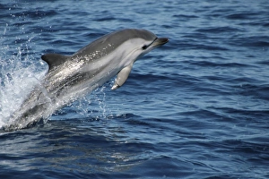 Striped Dolphin Leaping. Azores, North Atlantic Striped Dolphin Leaping. Azores, North Atlantic