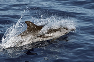 Striped Dolphin skimming along the surface. Azores, North Atlantic Striped Dolphin skimming along the surface. Azores, North Atlantic