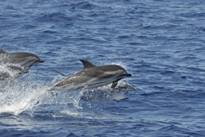 Striped Dolphin (Stenalla coeruleoalba). Azores, North Atlantic. Taken 2008 Striped Dolphin (Stenalla coeruleoalba). Azores, North Atlantic. Taken 2008