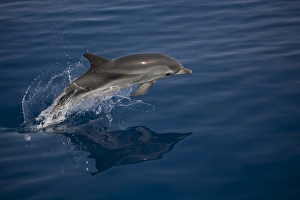 Striped dolphin (Stenella coeruleoalba) leaping. Greece, Eastern Med Striped dolphin (Stenella coeruleoalba) leaping. Greece, Eastern Med