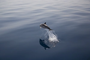 Striped dolphin (Stenella coeruleoalba) leaping. Greece, Eastern Med Striped dolphin (Stenella coeruleoalba) leaping. Greece, Eastern Med