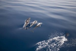 Three striped dolphins (Stenella coeruleoalba) breaking the surface. Greece, Eastern Med Three striped dolphins (Stenella coeruleoalba) breaking the surface. Greece, Eastern Med