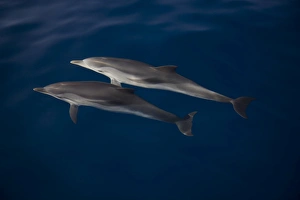 Striped dolphins (Stenella coeruleoalba) under crystal clear surface. Greece, Eastern Med Striped dolphins (Stenella coeruleoalba) under crystal clear surface. Greece, Eastern Med