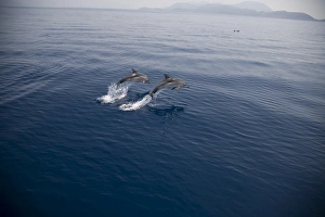 Two striped dolphins (Stenella coeruleoalba) leaping. Greece, Eastern Med Two striped dolphins (Stenella coeruleoalba) leaping. Greece, Eastern Med