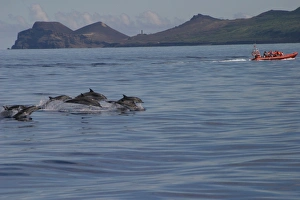 Striped dolphins surfacing near tourist boat (Stenella coeruleoalba) Azores Striped dolphins surfacing near tourist boat (Stenella coeruleoalba) Azores