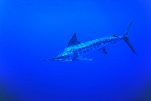 Striped Marlin, Tetrapturus audux. North Island, Three Kings, New Zealand. (rr) Striped Marlin, Tetrapturus audux. North Island, Three Kings, New Zealand. (rr)