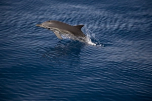 Striped x Common dolphin hybrid. Greece, Eastern Med Striped x Common dolphin hybrid. Greece, Eastern Med