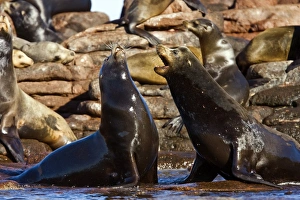 Sub-adult bull California sea lions (Zalophus californianus) mock-fighting on Los Islotes Sub-adult bull California sea lions (Zalophus californianus) mock-fighting on Los Islotes
