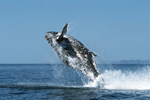 Sub-adult Humpback Whale, Megaptera novaeangliae, breaching in northern Gulf of California, Mexico Sub-adult Humpback Whale, Megaptera novaeangliae, breaching in northern Gulf of California, Mexico