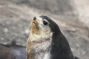Sub-Antarctic fur seal (Arctocephalus tropicalis) on Nightingale Island in the Tristan da Sub-Antarctic fur seal (Arctocephalus tropicalis) on Nightingale Island in the Tristan da