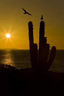 Sunrise over cardon cactus with gulls from Isla San Esteban in the midriff region of Gulf Sunrise over cardon cactus with gulls from Isla San Esteban in the midriff region of Gulf