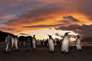 Sunrise on the king penguin (Aptenodytes patagonicus) breeding and nesting colonies at St Sunrise on the king penguin (Aptenodytes patagonicus) breeding and nesting colonies at St