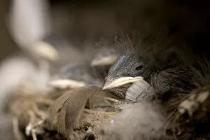 Swallow (Hirundo rustica) chicks in nestSwallow (Hirundo rustica) chicks in nest. Loch Awe, nr Oban, Scotland