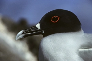 Swallow-tailed gull head. Galapagos. (Creagrus furcatus) Swallow-tailed gull head. Galapagos. (Creagrus furcatus)