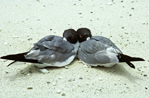 Swallow-tailed gull pair, sleeping together on beach. Galapagos. (Creagrus furcatus) Swallow-tailed gull pair, sleeping together on beach. Galapagos. (Creagrus furcatus)