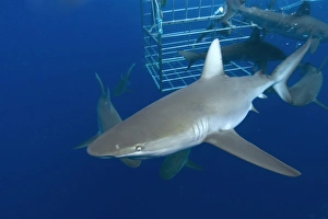 Thrill seekers experience cage diving with Galapagos sharks, Carcharhinus galapagensis, North shore, Oahu, Hawaii Thrill seekers experience cage diving with Galapagos sharks, Carcharhinus galapagensis, North shore, Oahu, Hawaii