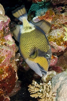 Titan triggerfish (Balistoides viridescens) close up biting coral Titan triggerfish (Balistoides viridescens) close up biting coral