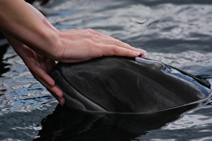 Trainers hands caressing head of captive Harbour porpoise (Phocoena phocoena) Kerteminde Trainers hands caressing head of captive Harbour porpoise (Phocoena phocoena) Kerteminde