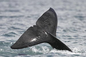 Transient bull Orca (Orcinus orca) - also called Killer Whale - surfacing (fluke detail Transient bull Orca (Orcinus orca) - also called Killer Whale - surfacing (fluke detail