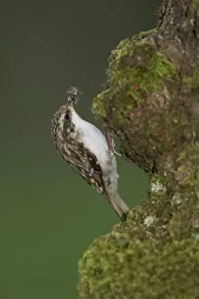 Treecreeper (Certhia familiaris) with insects in mouth about to feed young. Nest located in a hole in the bark