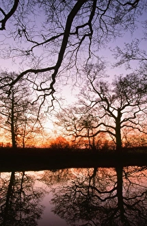 Trees reflected in a pond in Lancashire UK at sunset Trees reflected in a pond in Lancashire UK at sunset