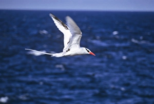 Tropicbird, red-billed, flying aganst the sea. Galapagos. (Phaethon aethereus) Tropicbird, red-billed, flying aganst the sea. Galapagos. (Phaethon aethereus)