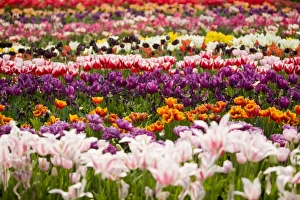 A tulip display at the Eden Project in Cornwall UK A tulip display at the Eden Project in Cornwall UK
