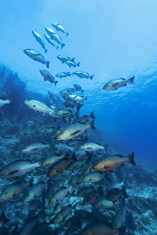Twinspot snappers (Lutjanus bohar), blue background, Ras Mohamed, Sinai, Red Sea, 2506007 Twinspot snappers (Lutjanus bohar), blue background, Ras Mohamed, Sinai, Red Sea, 2506007