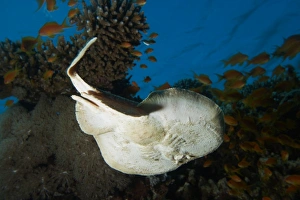 Underbelly of a Marbled torpedo ray (Torpedo sinuspersici). Ras Abu Galum. Gulf of Aqaba Underbelly of a Marbled torpedo ray (Torpedo sinuspersici). Ras Abu Galum. Gulf of Aqaba